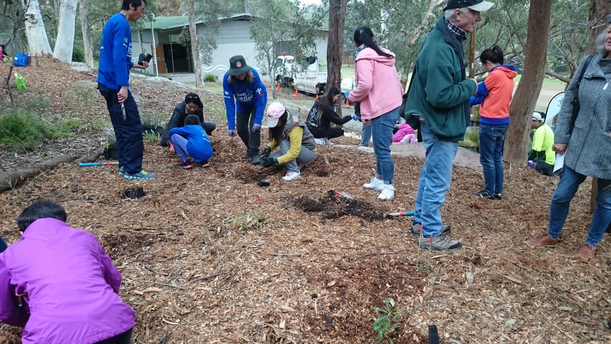 + trees planted at Loyal Henry Park by 160 volunteers from Ku-ring-gai Shire council.