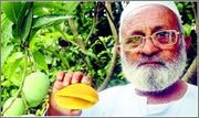 Mango man Kaleemullah Khan was awarded Padma Shri for growing these many new varieties of mangoes thru grafting techniques!