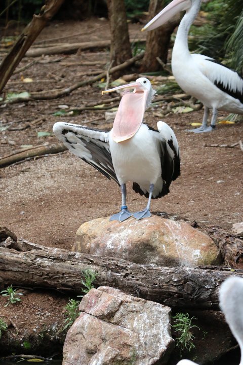 Amount of water that an Australian Pelican can hold in its 'throat 'pouch. The species also has the largest bill among all birds.