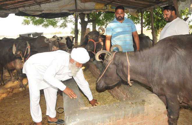 COVID-19 Impact: Milk crisis stares at Punjab