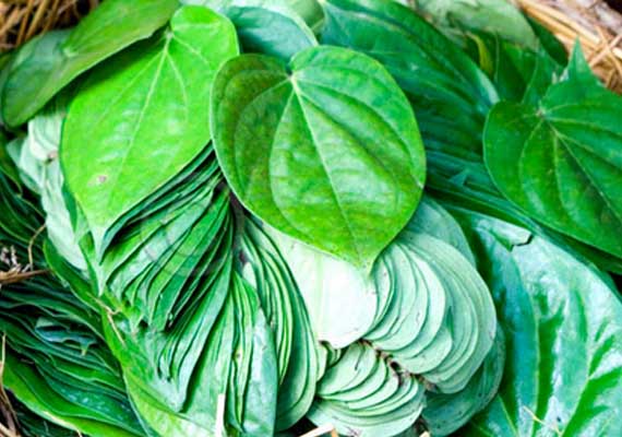 India: Betel Leaf exports [2017-18]