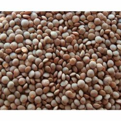 Masoor Dal - Medium grade (per quintal)