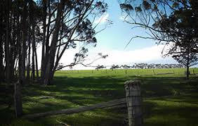 Approximate area available for the project. The current land use is primarily agricultural activities including grazing of sheep and cattle and crops (cereals, canola,…). The project will connect to the grid via a new 220kV overhead transmission line and a switching station into the existing 220kV Ballarat-Terang transmission line.