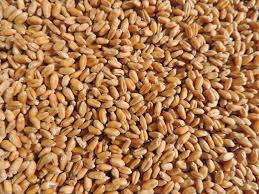 Wheat - Sada variety, Medium grade (per quintal)