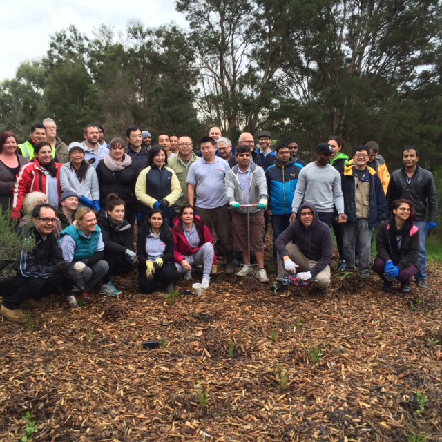 trees planted by volunteers at Lakewood Reserve, Knox. 100 volunteers from 15 businesses participated in the corporate event while 300 volunteers were in attendance for the community event.