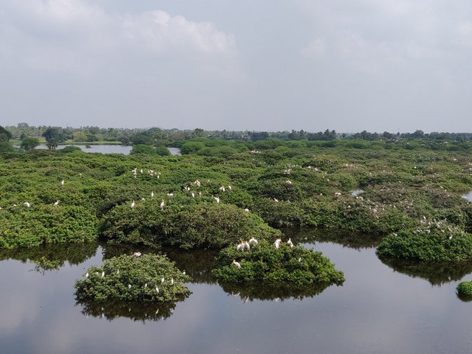 Vedanthangal Bird Sanctuary - India's oldest bird sanctuary and the pride of Tamil Nadu