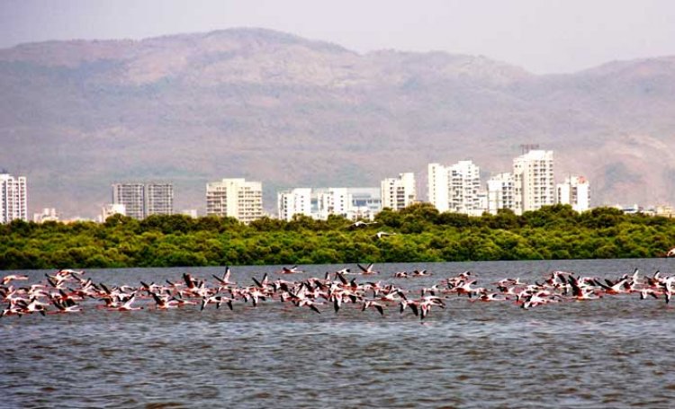 Thane Creek Flamingo Sanctuary