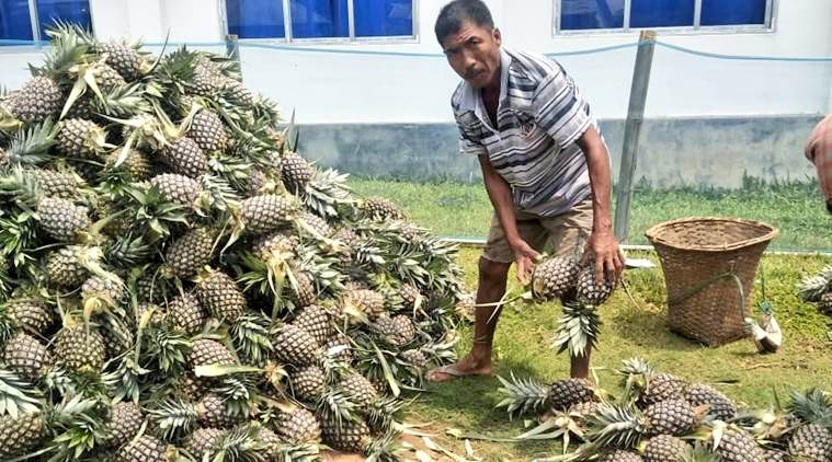 Pineapple production in Tripura, India