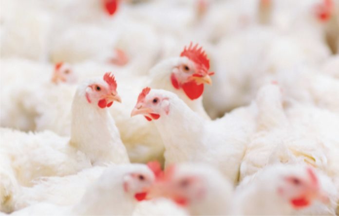 Impact of COVID-19 on India's poultry industry