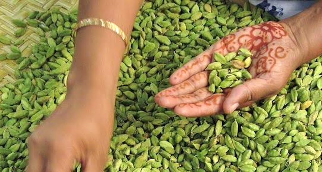 major-cardamom-producing-states-in-india-production-area-under