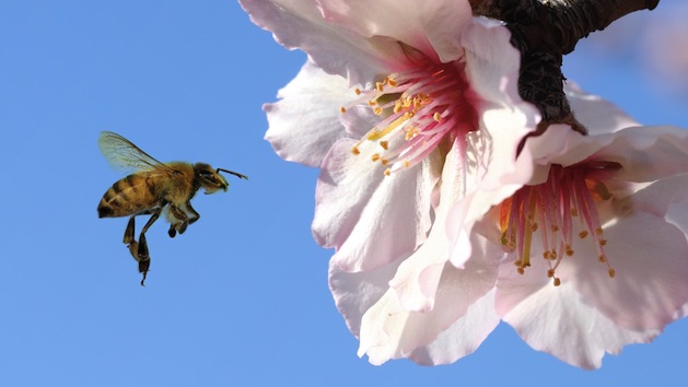 The industry requires 1.6 million bee colonies to pollinate its almond trees