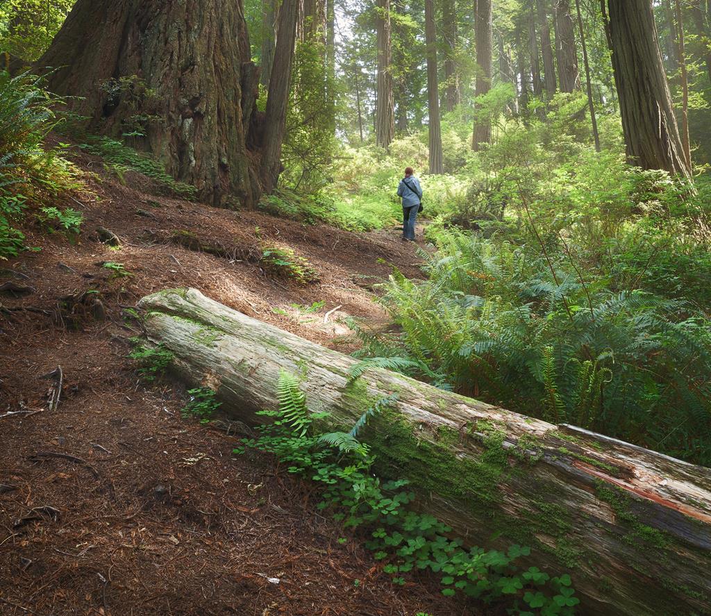A forest in your backyard