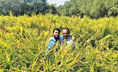 Farmers from Kerala expanding ginger cultivation beyond the state
