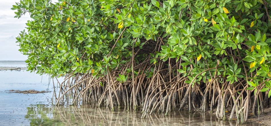 Global Mangrove Deforestation