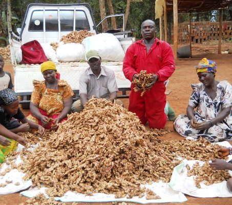 Top 10 Ginger producing countries in the world - production and area under cultivation [2020]