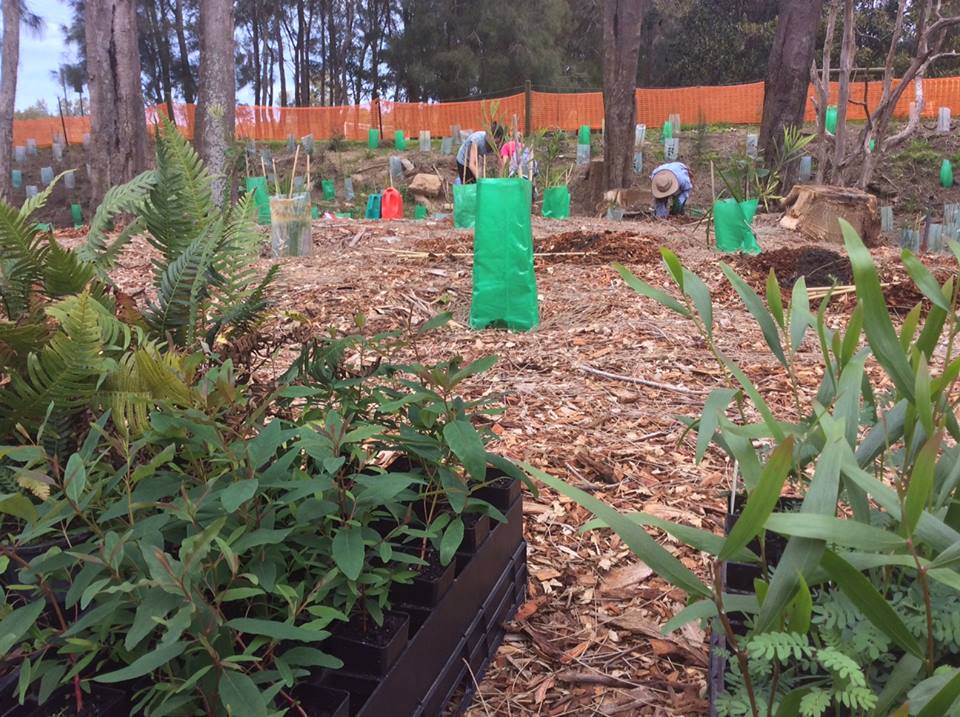 + news trees planted along the northern beaches thanks to all the volunteers from Warringah.