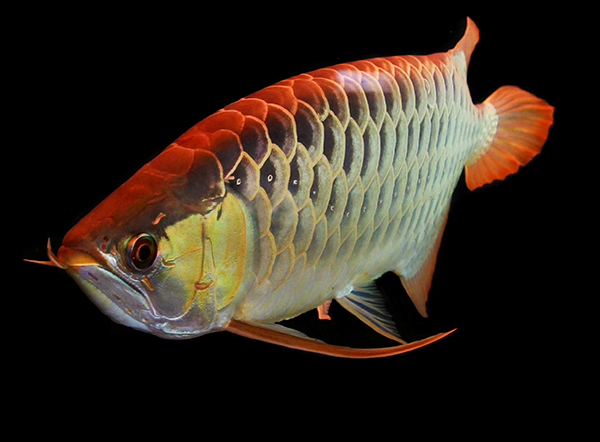 70 000 Price That An Adult Albino Asian Arowana Aka Dragonfish Could Fetch The Arowanas Listed As Endangered In 1975 Are The World S Most Prized Aquarium Pets They Come In A Range Of Colours
