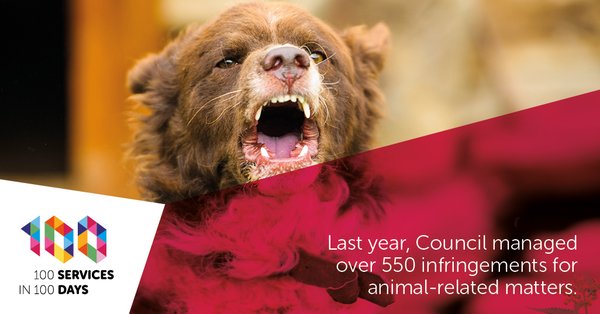 Number of animal infringements handled in 2015.