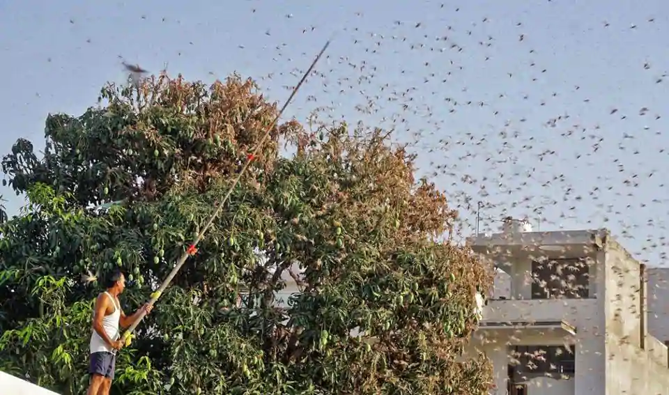 Towards the end of this month, threat of desert locusts starts to loom over much of Uttar Pradesh. Causing even more worry for farmers in tehsils of Malihabad, Mall and Kakori. The agriculture department has stationed around 16 tractor -mounted pesticide sprayers at border areas and 12 technicians and more than 5,000 locals in the area, armed with drums, plates and other noise making utensils to scare away the locusts.