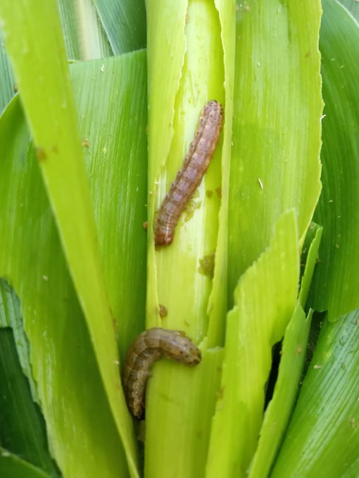 Area of land in Jonai sub-division of Dhemaji, Assam that is under a massive attack from pests. Maize crop under cultivation severely affected. The District Agriculture Office has distributed pesticides and sprayers to the farmers in a phased manner.