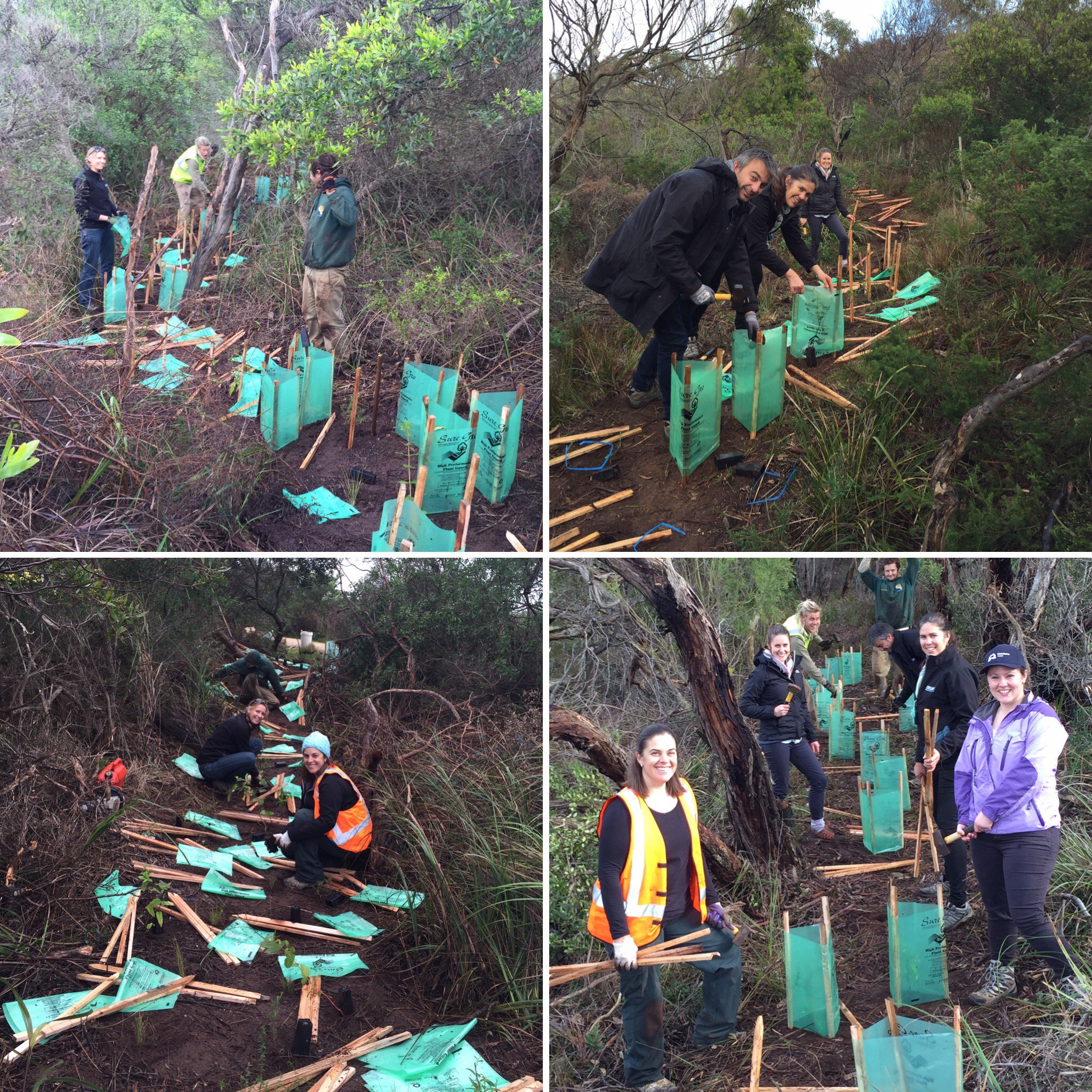 native plants planted by staff and volunteers from The Department of Environment, Land, Water and Planning & Great Ocean Rd Coast in helping to rehabilitate a track near Point Roadknight.