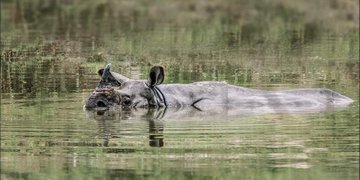 of Kaziranga National Park has been submerged. 8 rhinos have drowned and over 100 other animals have been killed according to Assam’s agriculture minister Atul Bora. 60 animals (36 hog deer, 8 rhinos, 3 wild buffalo, 1 python, 7 wild boar, 2 swamp deer, 1 Sambar and 2 porcupines) have so far died due to drowning, according to state government.