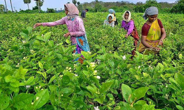 harvesting asian jasmine plant timing and techniques