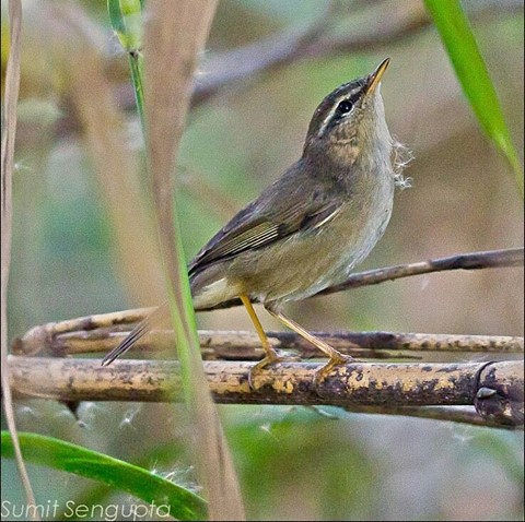 Birds of East Kolkata Wetlands