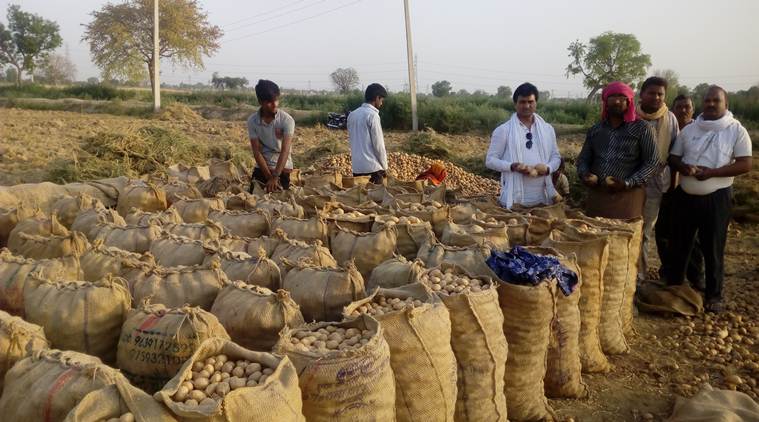 Potato economy in Uttar Pradesh, India