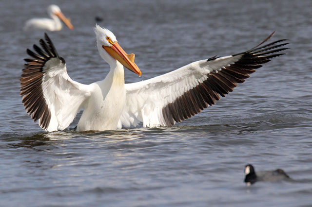 Top 10 Birds With Largest Wingspans