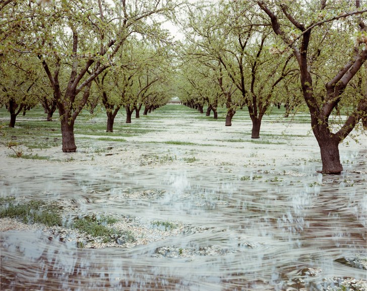 Cost in US dollars, of a single 2,500 ft bore well needed to supply water to the groves