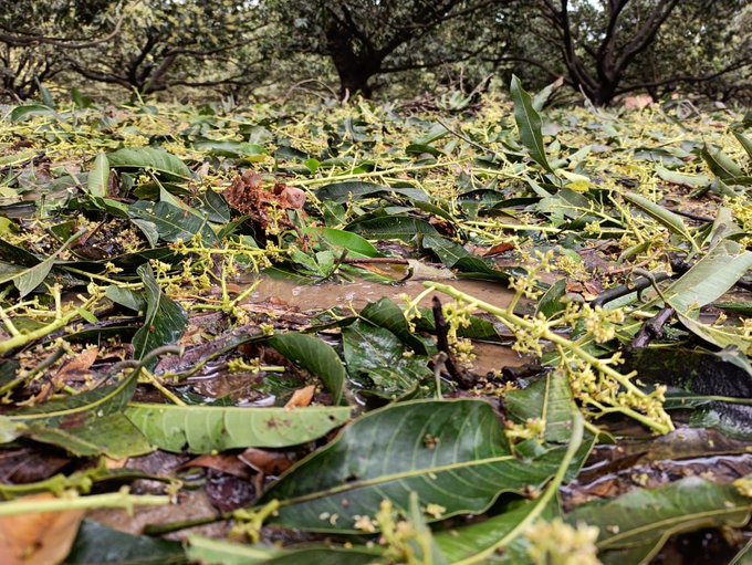 Uttar Pradesh mango growers facing losses due to bad weather, COVID-19 lockdown and locusts