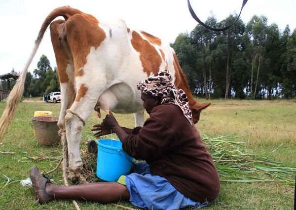 Dairy Industry In Kenya 1915