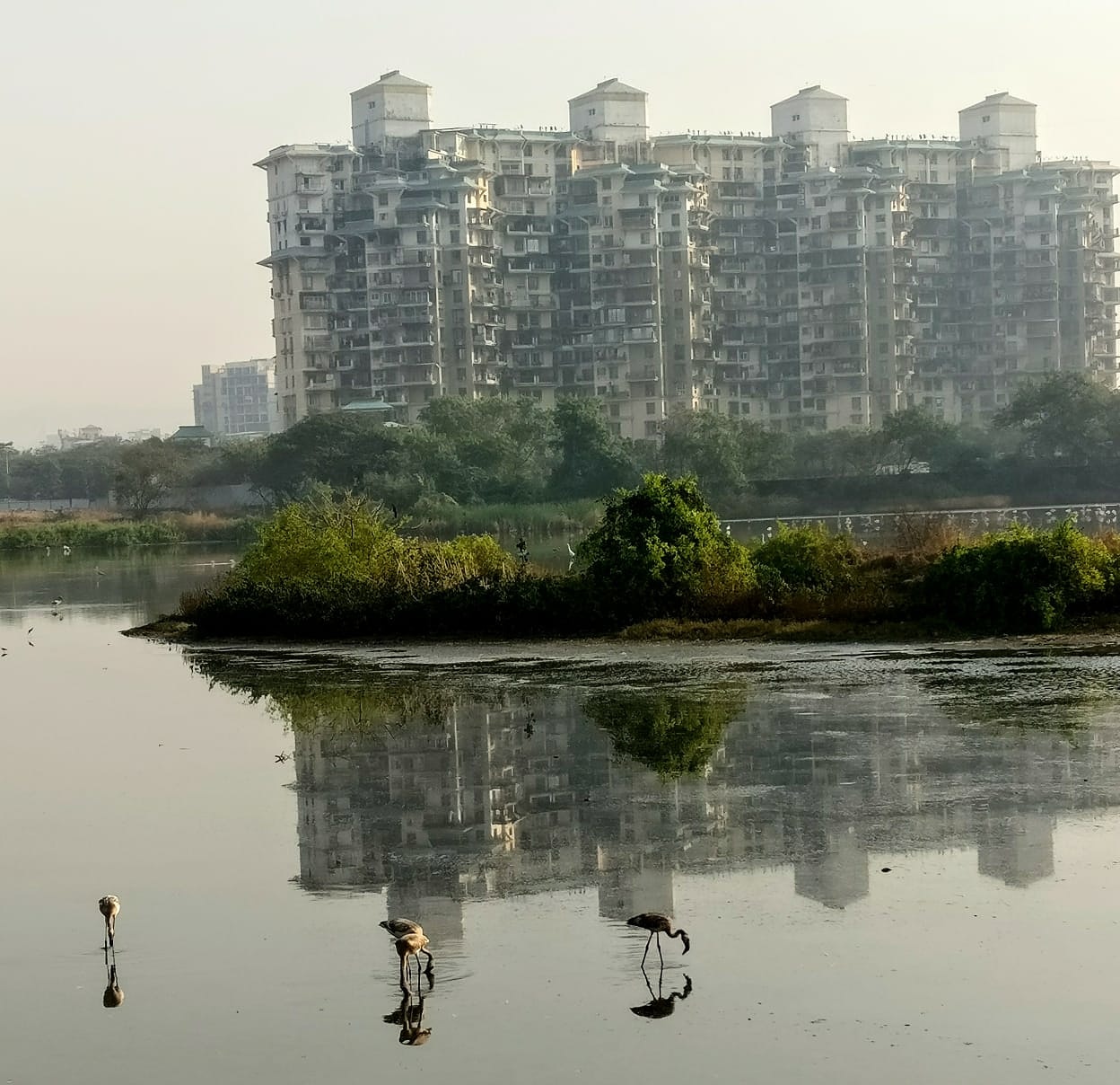 Area of wetlands located in Navi Mumbai (behind NRI complex & TS Chanakya, Sector 60, Nerul) that has been allotted for constructing a golf course & residential towers by CIDCO. Activists have made a plea to convert it into a Flamingos sanctuary instead.