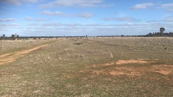 hectares of grazing land, adjacent to TransGrid’s Darlington Point substation at Donald Ross Drive, will be used.