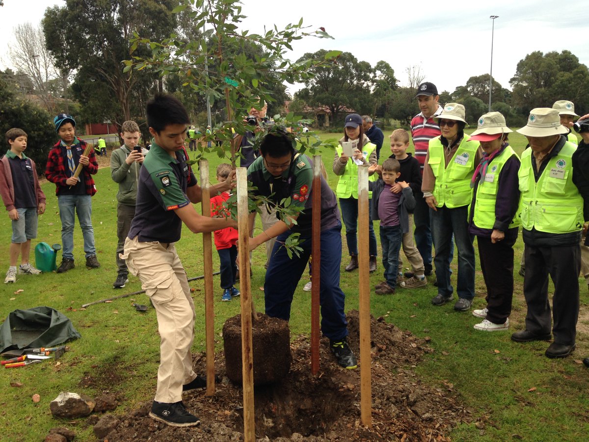 new native plantings laid at the small bird habitat corridor from Yaralla to MajorsBay Reserve by volunteers from City of Canada Bay Council.