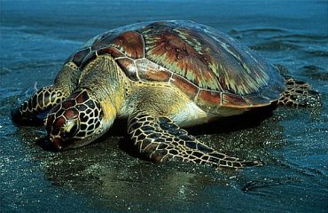 Most common spots where the turtles nest - Kalipur beach and Ramanagar Beach at Diglipur, North Andaman and Campbell Bay at Great Nicobar. The Andaman and Nicobar Forest Department has been monitoring nesting activity since 2010.