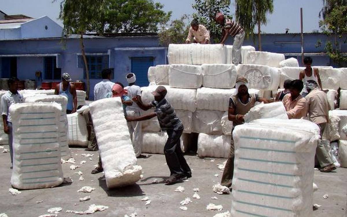 Cotton procurement in Maharashtra