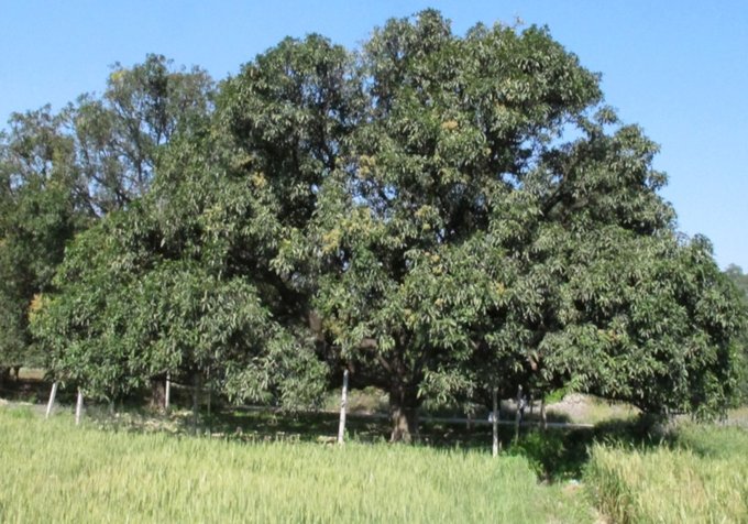 Quantity of mangoes that are estimated to remain unsold in Uttar Pradesh this season (Apr 2020). The COVID-19 lockdown has resulted in unavailability of pesticides, storage boxes, labour and inability to transport the produce to markets.