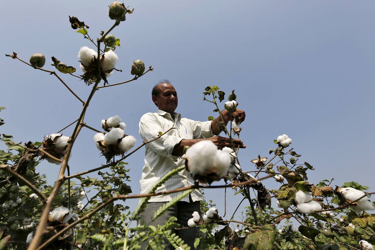 Area under cotton cultivation in Maharashtra (annual, in hectares)