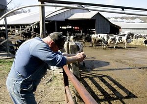 Dairy Farming in the USA - case of too much milk