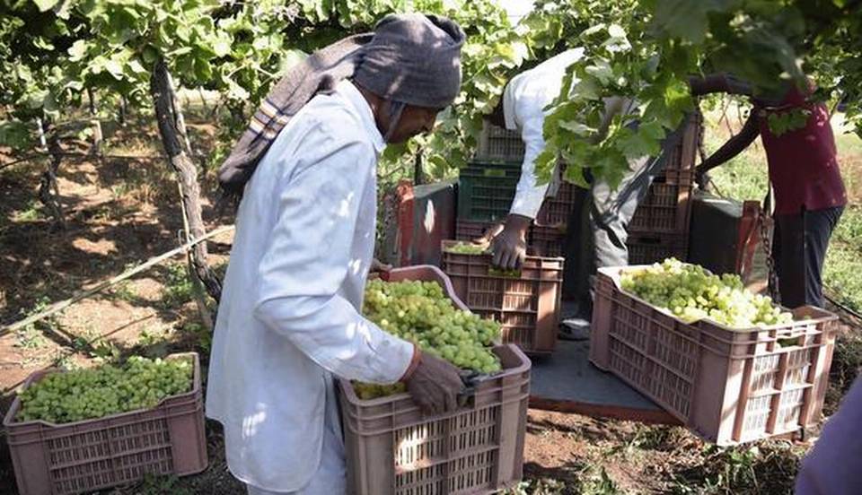 Mahindra Agri Solutions: Ushering the grape revolution in India