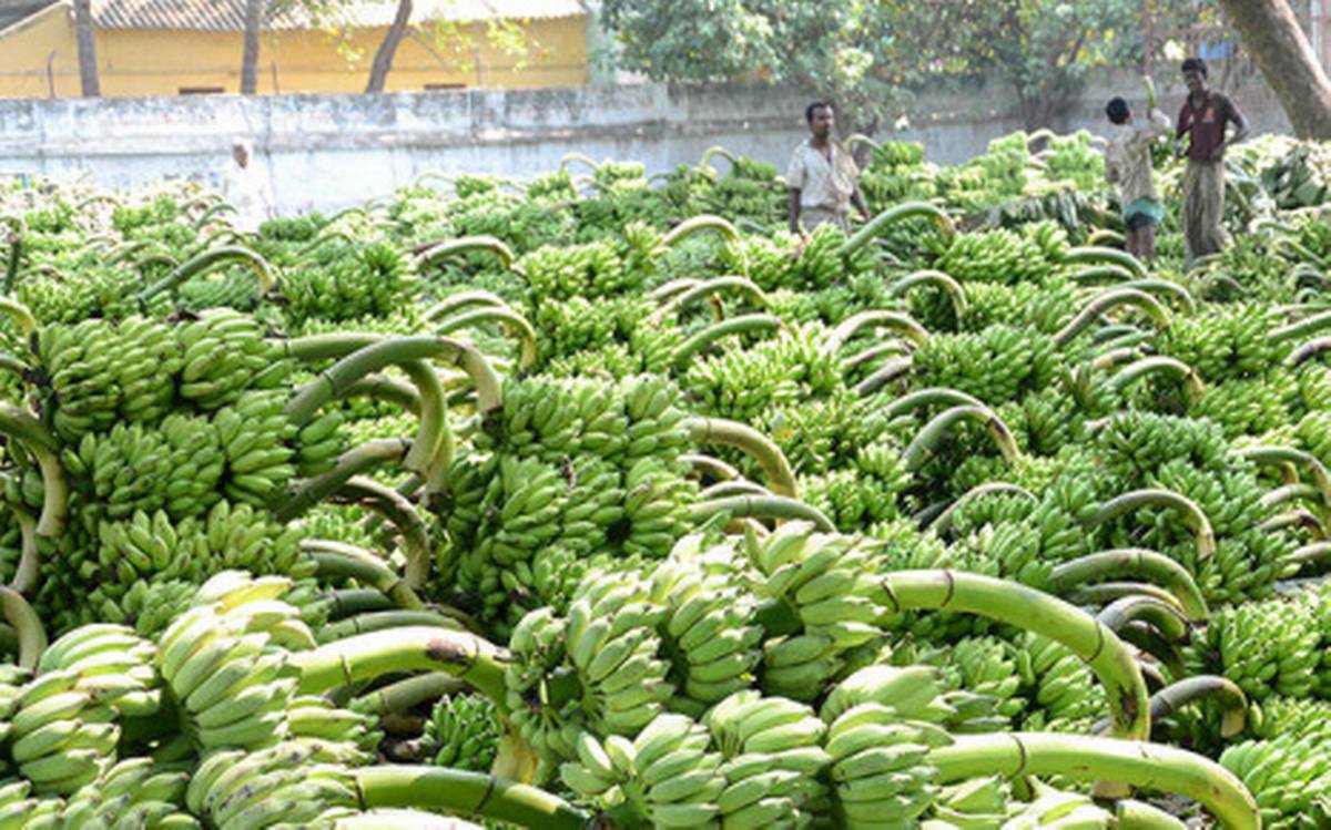 Banana production in Jalgaon district of Maharashtra, India