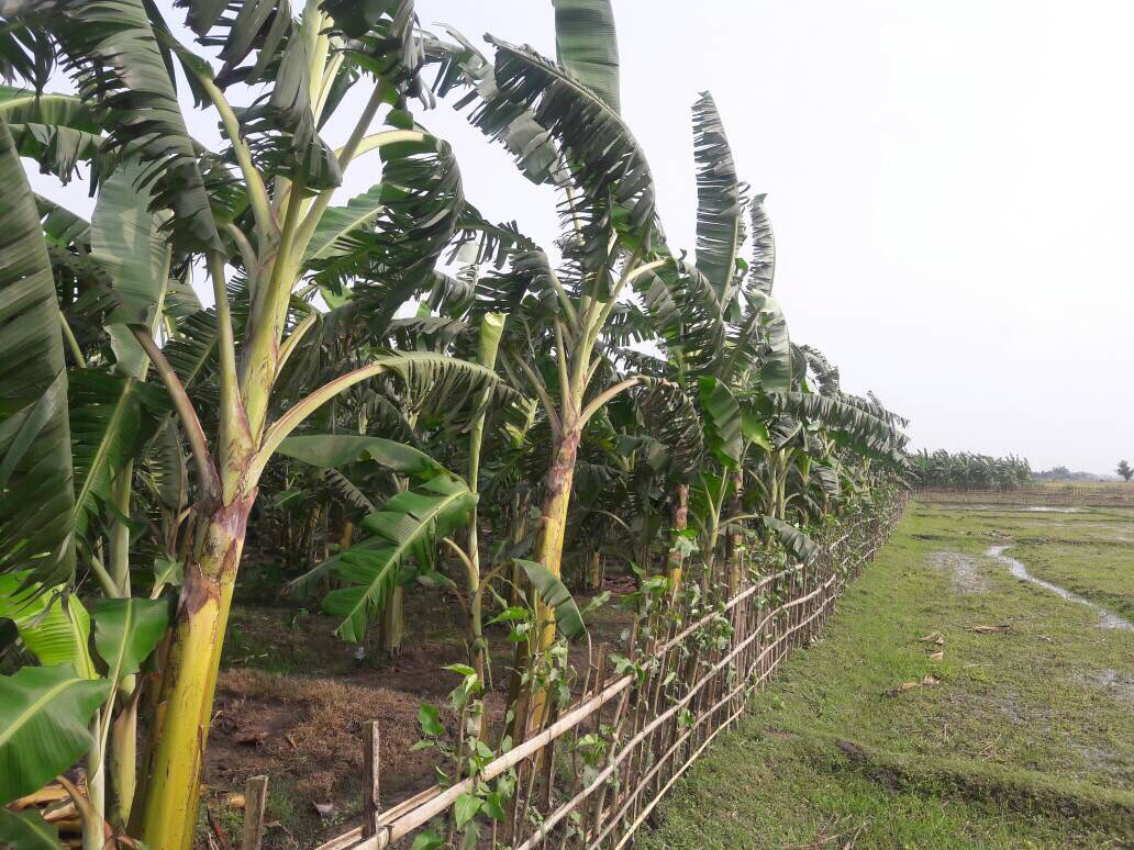 Major fruit producing states in India - production and area under cultivation [2019-20] [2nd Adv. Est.]