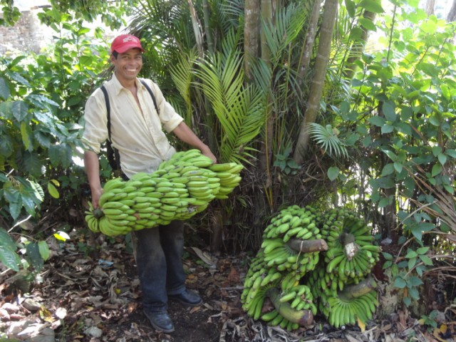 Exports from Latin American banana industry to North America [2020] (in boxes)