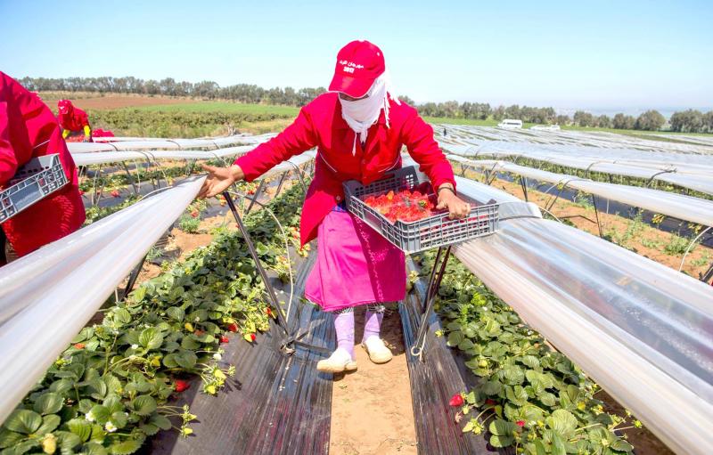 Top 10 Strawberry producing countries in the world production and area under cultivation [2019]