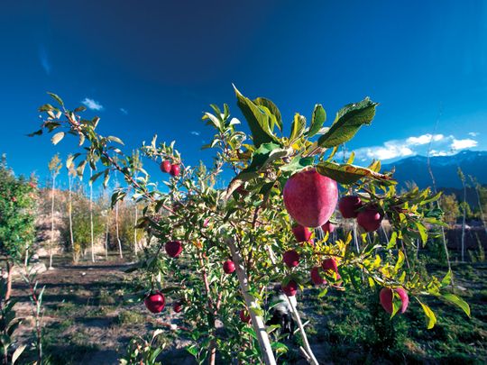 Top 10 Apple producing countries in the world - production and area under cultivation [2019]