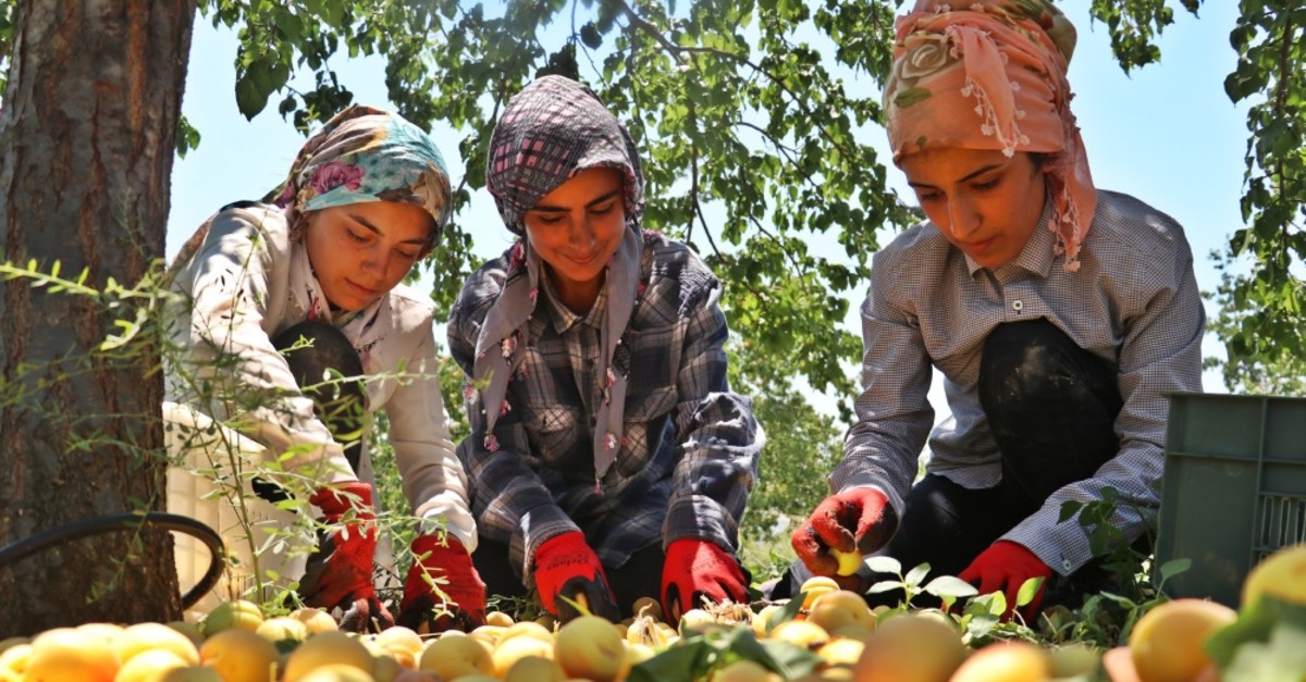 Top 10 Apricot producing countries in the world production and area