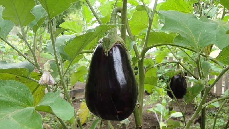 Top 10 Eggplant producing countries in the world - production and area under cultivation [2019]