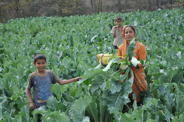 Top 10 Cauliflower and Broccoli producing countries in the world - production and area under cultivation [2019]